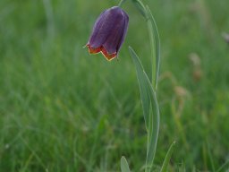 Fritillaria_lusitanica_Mirador_de_Llesba_Picos_de_Europa-min